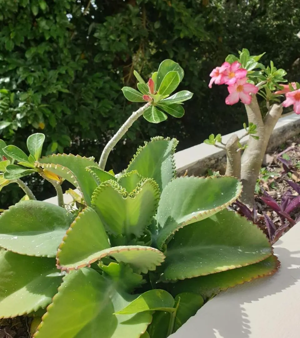 Отель Casa Itzamna Jungle Retreat Tulum Макарио-Гомес